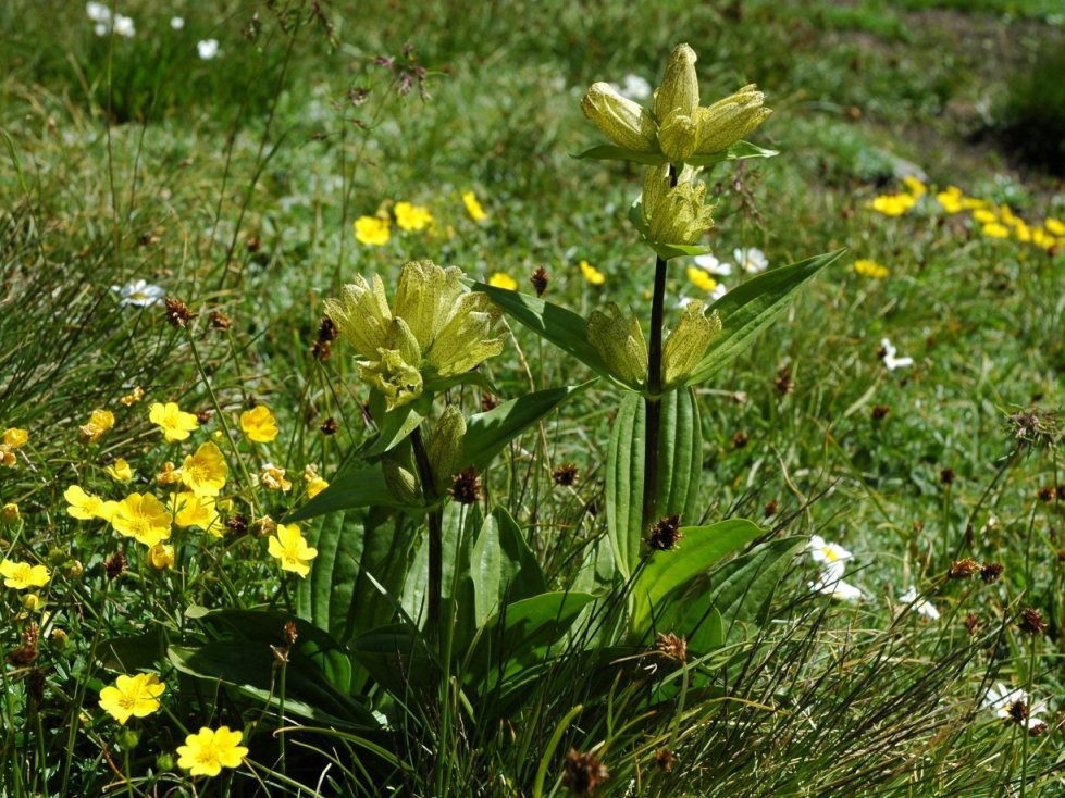 Gentiana punctata